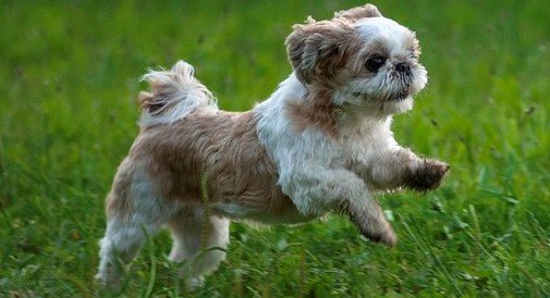 Shih Tzu Hypoallergenic Low Maintenance Dogs small to medium-sized dog breeds best non-shedding small dogs
small dogs with the least health issues 