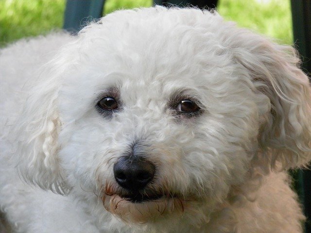 curly-haired small dogs bolognese best non-shedding small dogs