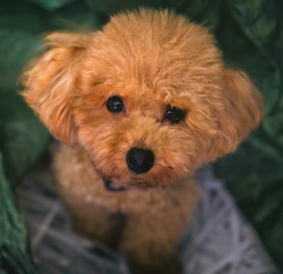 toy-poodle- smalldogliving.com