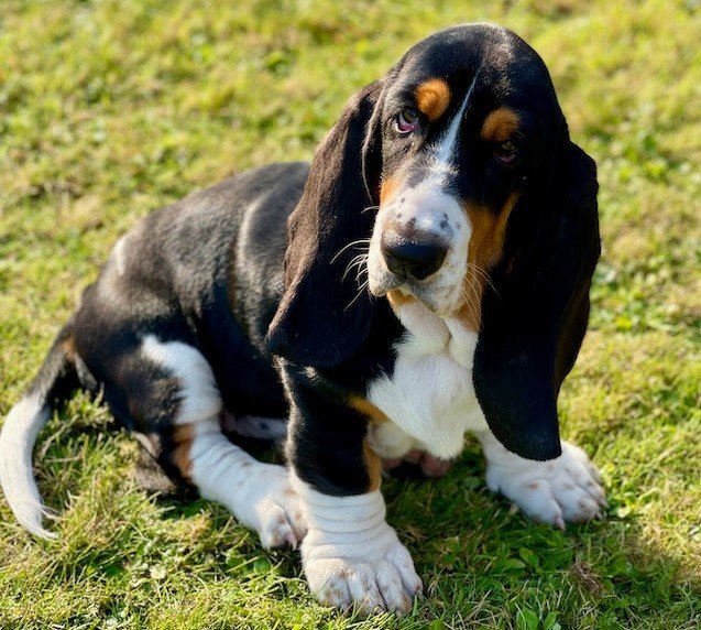 Basset Hound
low energy small dogs