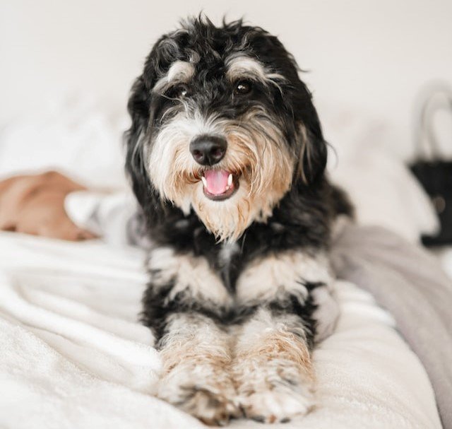 Cute Small Hypoallergenic Dogs