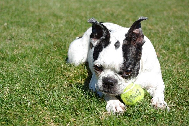 Boston Terrier
smalldogliving.com