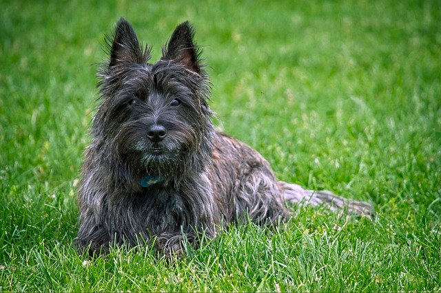 Cairn Terrier
smalldogliving.com