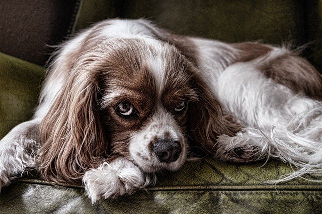 Cavalier King Charles Spaniel
small to medium-sized dog breeds