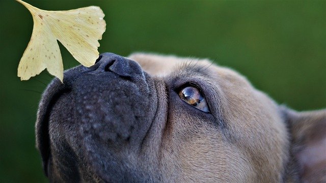 health issues with French Bulldogs