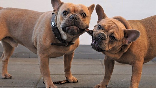 French Bulldog low energy small dogs stop small dogs from barking
What Human Food Is Bad for Dogs 