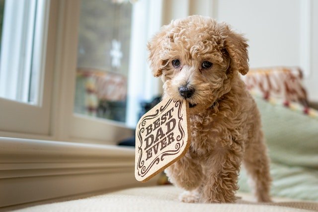 Cute Small Hypoallergenic Dogs
best small breed service dogs