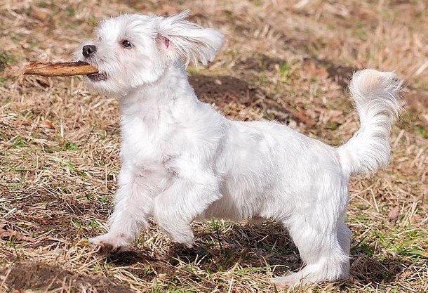 Maltese 
small to medium-sized dog breeds