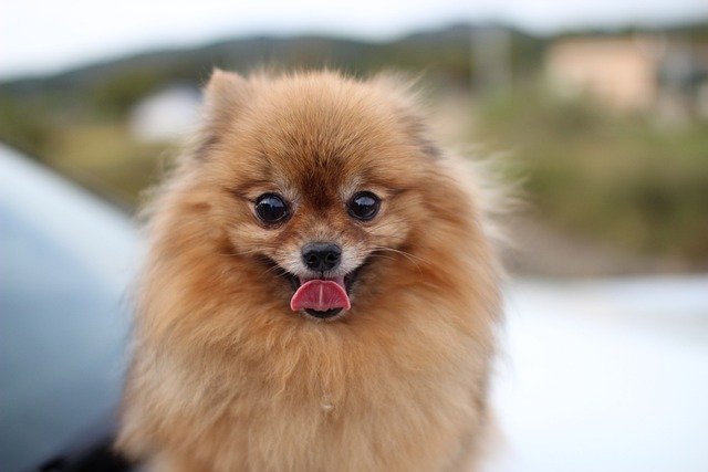 Tiny fluffy dog breeds