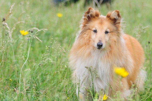 Shetland Sheepdog
smalldogliving.com