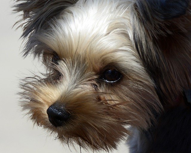 Small Poodle Mix Breeds
