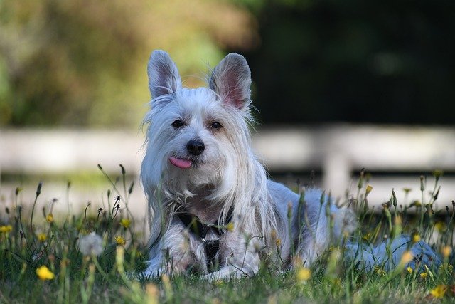 best non-shedding small dogs