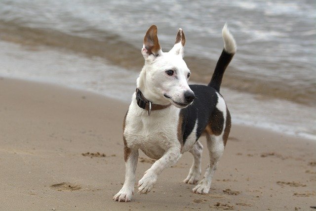 common health problems with Jack Russells
stop small dogs from barking 