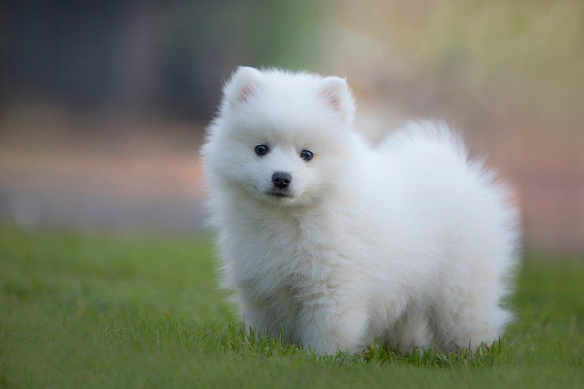 Tiny fluffy dog breeds