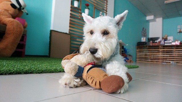 mini schnauzer health issues
easiest small dog to house train