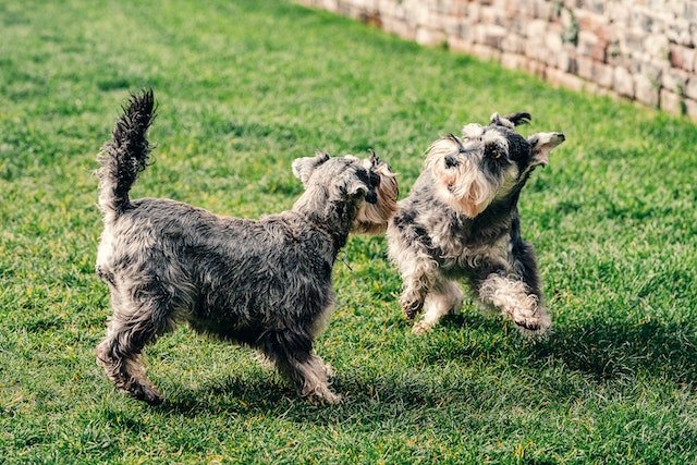 mini schnauzer health issues 