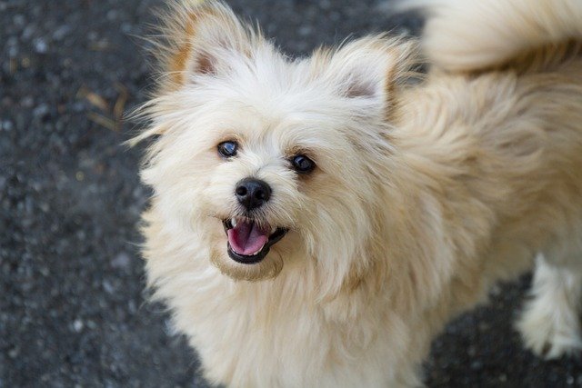 Small Poodle Mix Breeds