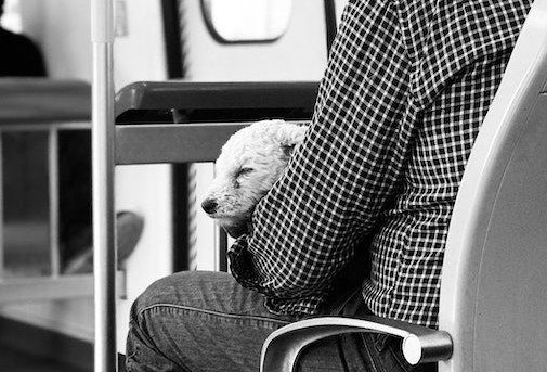 Amtrak emotional support animal 