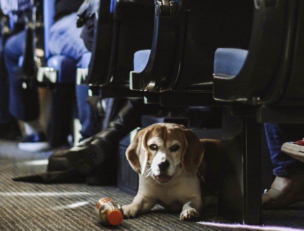 Amtrak emotional support animal 