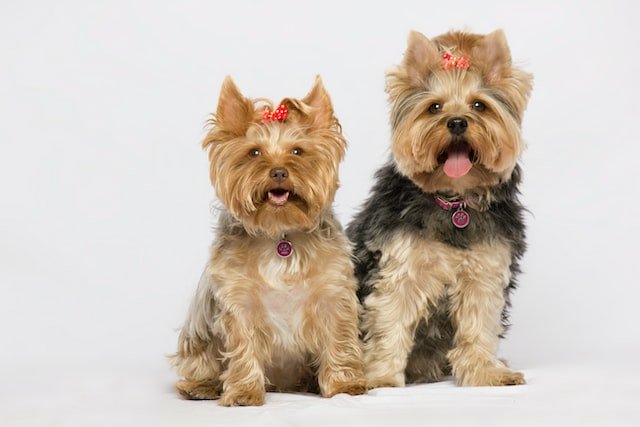 best small breed service dogs