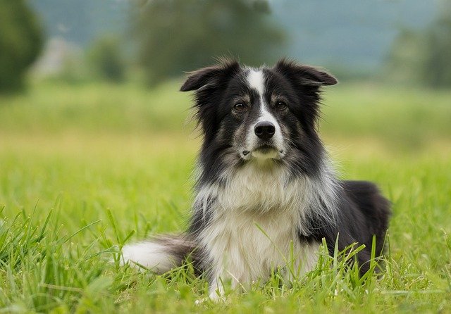 best small breed service dogs