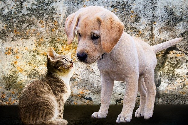 Is Cat Food Harmful to Dogs