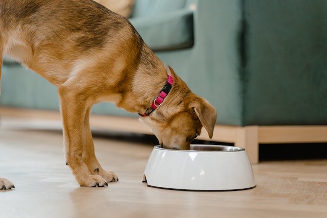 Are grain free diets bad for dogs