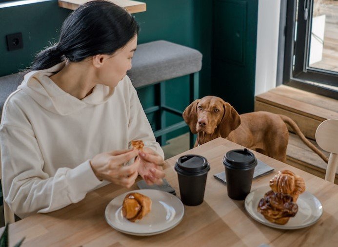 What human food can puppies eat