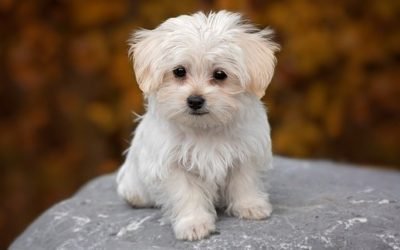 5 Irresistibly Adorable Hypoallergenic Low Maintenance Dogs for Loving Homes