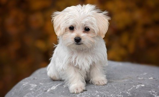 5 Irresistibly Adorable Hypoallergenic Low Maintenance Dogs for Loving Homes