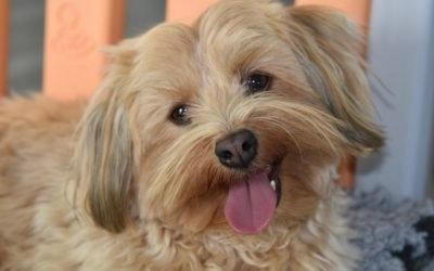 What Are the Top 5 Devoted Small Curly-Haired Dogs?
