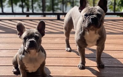 Health Issues with French Bulldogs – Frenchie Health Issues to Know