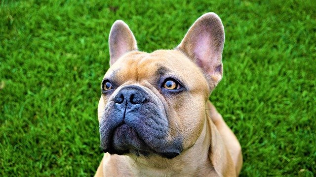 eye-problems-in-french-bulldogs-small-dog-living