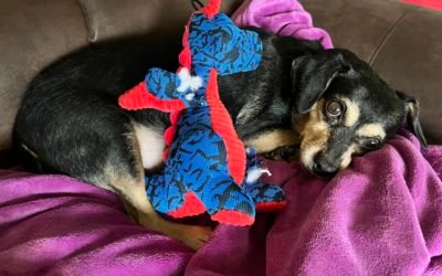 Cushing’s Disease in Older Dogs and What You Can Do About It