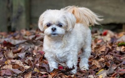 Cute Small Hypoallergenic Dogs – What Are the Best Poodle Mixes?