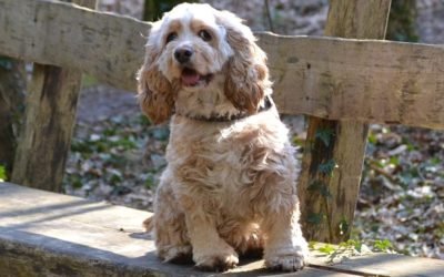 What Are the Best Small to Medium–Sized Dog Breeds for You?