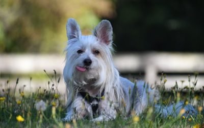 Discover the Best Non-Shedding Small Dogs for Your Home