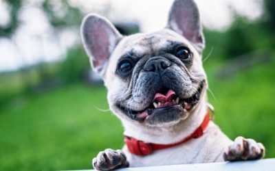 How To Stop Small Dogs from Barking – Easy Ways to Start Today