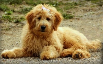 7 Wonderful Small Poodle Mix Breeds For Any Home