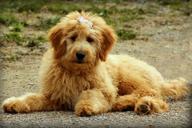 7 Wonderful Small Poodle Mix Breeds For Any Home