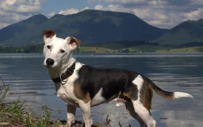 What Are the Common Health Problems with Jack Russells?
