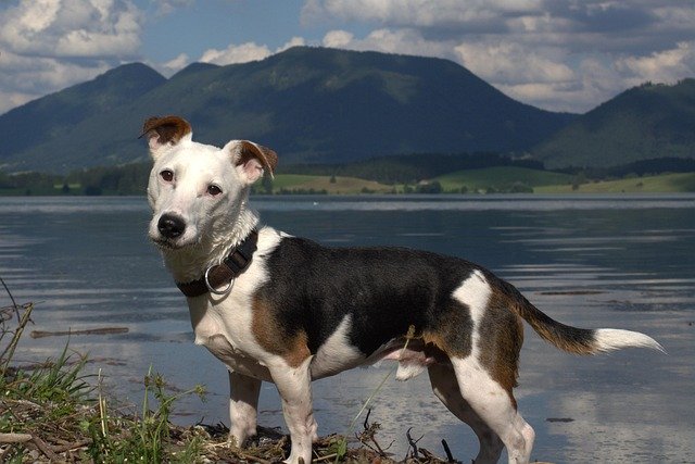 What Are the Common Health Problems with Jack Russells?