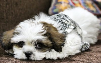 9 Best Adorable Low Energy Small Dogs for Families