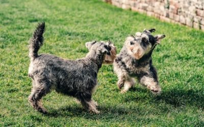 What Are The Top Mini Schnauzer Health Issues?