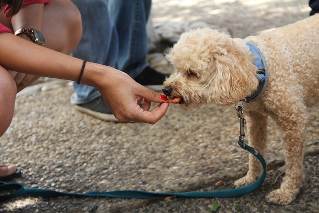 What Human Food Can Puppies Eat? 10 People Foods Dogs Can Eat