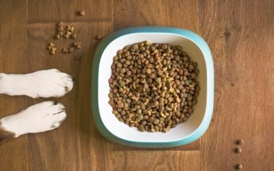 Are Grain Free Diets Bad for Dogs? Pros and Cons