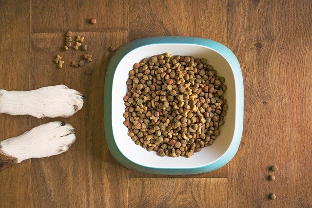 Are Grain Free Diets Bad for Dogs? Pros and Cons