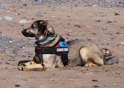 What is the Best Airline to Fly with a Service Dog?