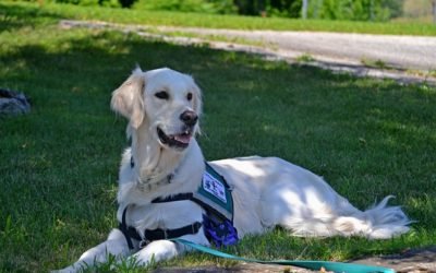 Amtrak Service Dog Guide for a Simple Enjoyable Ride