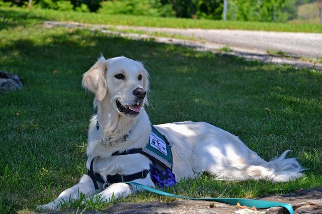 Amtrak Service Dog Guide for a Simple Enjoyable Ride